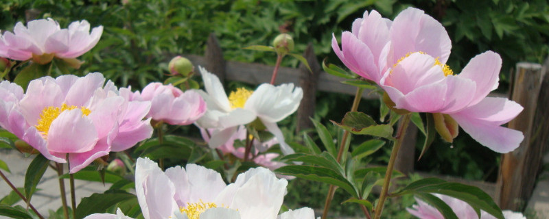 芍药花用什么肥料最好（芍药花用什么肥料最好看）