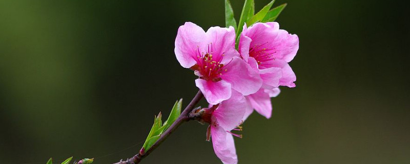 樱花春天开吗 樱花是什么季节开