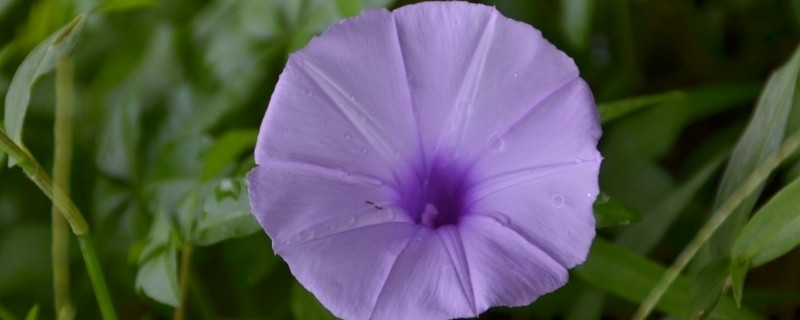 牵牛花耐寒几度 牵牛花耐寒几度停止生长