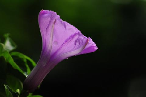 牵牛花夏天多久浇一次水