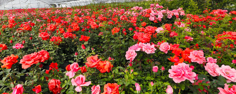 月季花怎么修剪 月季花修剪时间和方法