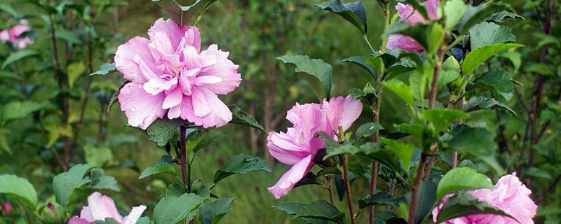 芙蓉花根部蔫倒伏什么原因（芙蓉花的根）