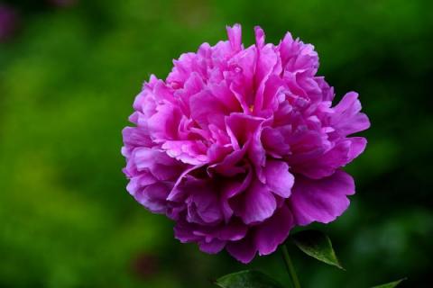 芍药花移栽要露花芽吗