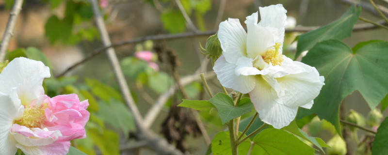 芙蓉花叶子长斑是怎么回事 芙蓉花叶子长斑是怎么回事如何治