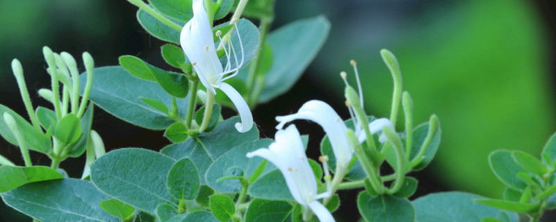 金银花秋季养殖方法（金银花秋季养殖方法和技术）