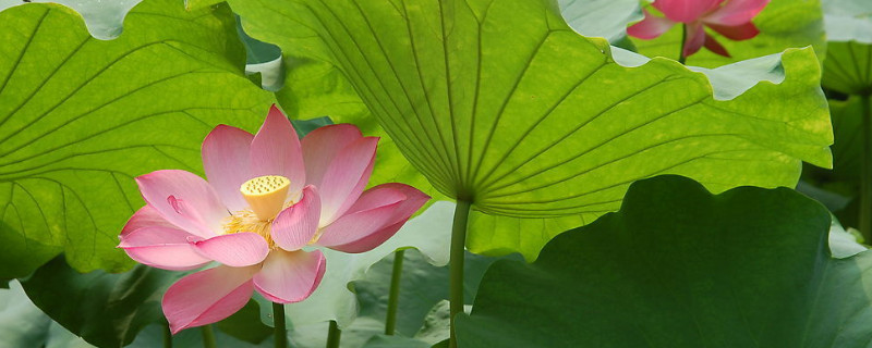 荷花没有水多久会死 荷花没有水多久会死掉