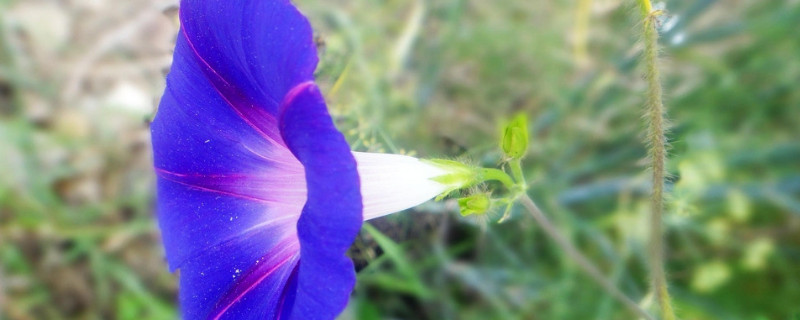 牵牛花种子可以放水里种吗 牵牛花种子可以放水里种吗视频