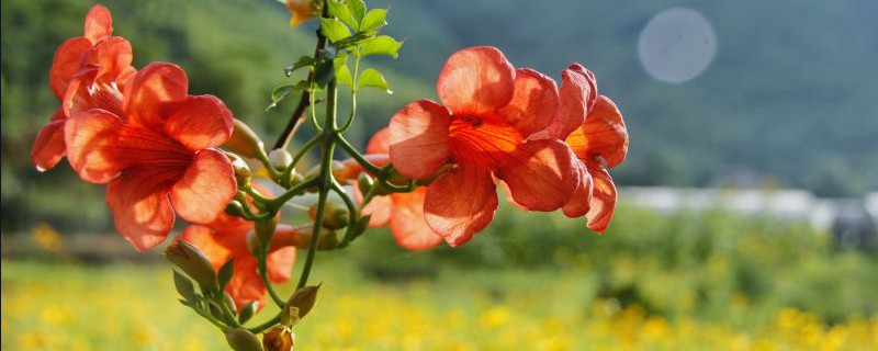 盆栽凌霄花怎样过冬（凌霄花怎么过冬天）