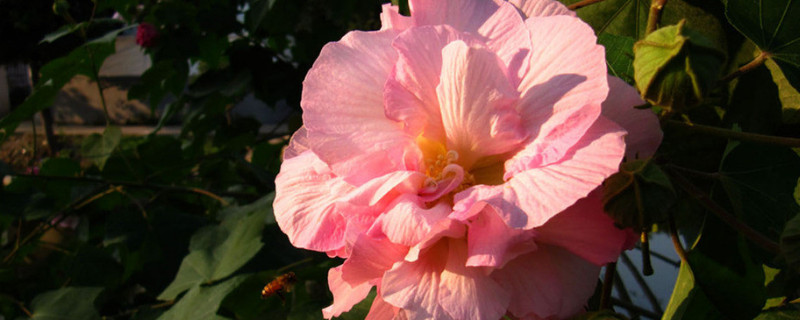 芙蓉花冬天怎么管理（芙蓉花冬天怎么管理好）