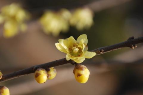 腊梅鲜切花能养几天