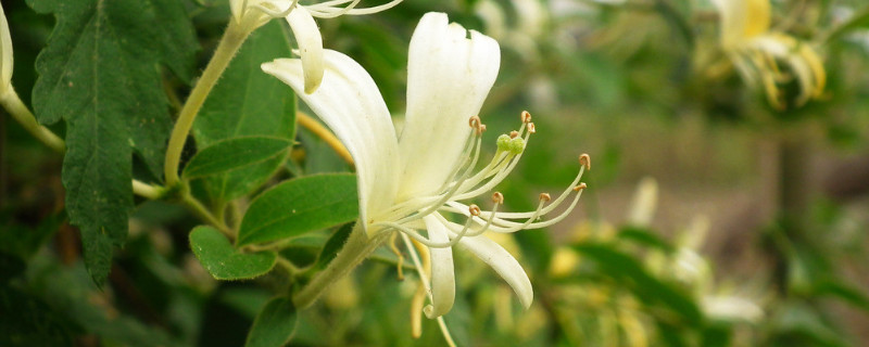 金银花夏天怎么养 金银花夏天怎么养活