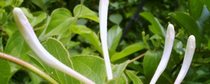 金银花能水培吗 金银花水培多久能长根