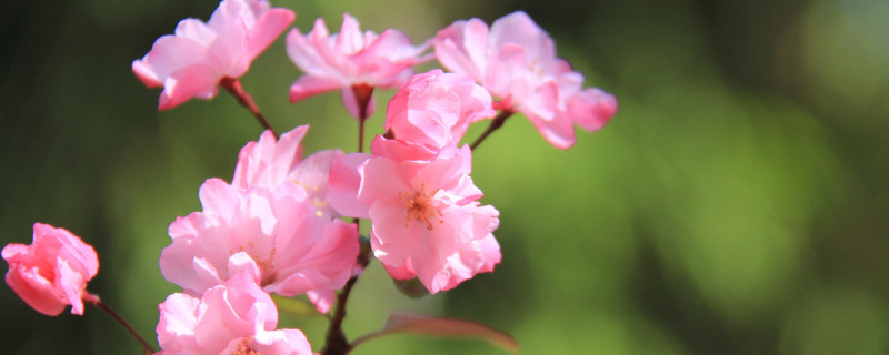 樱花冬天开吗 樱花冬天开吗?