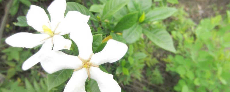 栀子花烂根处理方法 栀子花烂根了怎么处理