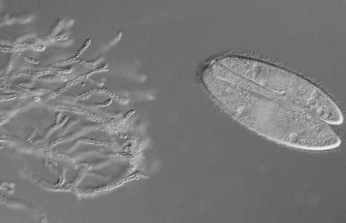 草履虫种类图片大全 草履虫种类图片大全集