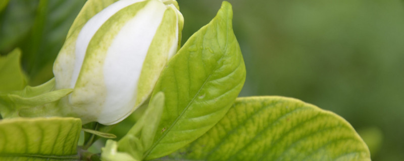 栀子花在什么季节开花 栀子花在什么季节开花结果