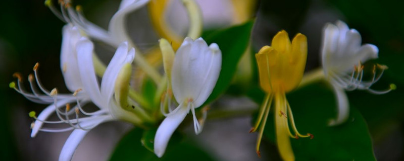 金银花枝条干枯怎么办 金银花枝条干枯怎么办视频