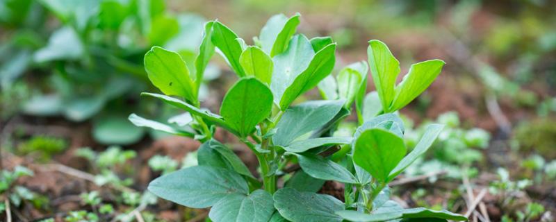 蚕豆苗怎样种植 蚕豆苗怎样种植方法