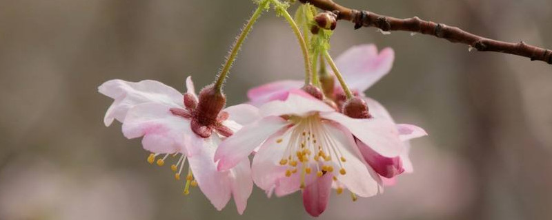 樱花冬天是什么样子 樱花冬天有吗