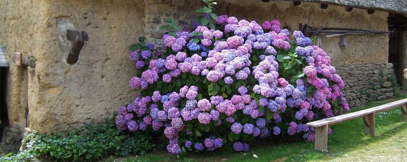 绣球花秋冬季节怎么养护 绣球花的冬季养护