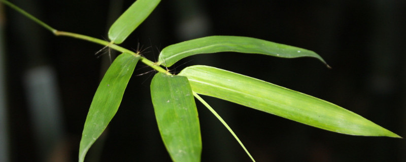 竹子怕冻吗 竹子怕不怕冷