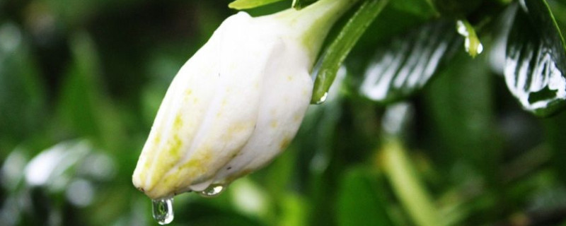 栀子花多久开一次花（栀子花多久开一次花?）