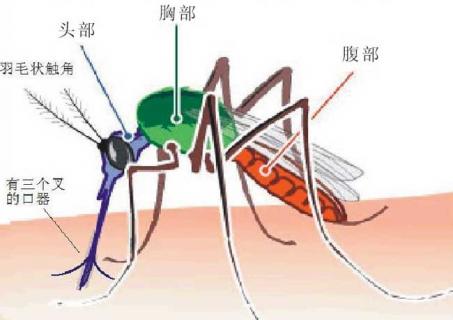 蚊子图片 蚊子图片卡通