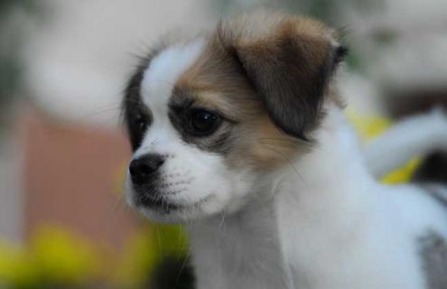 蝴蝶犬图片及选购方法 蝴蝶犬蝴蝶犬的图片