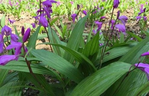 白芨种类图片大全（白芨种类图片大全及价格）