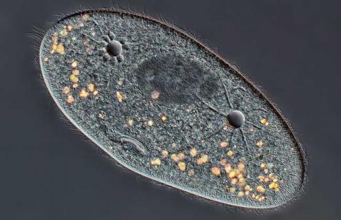 草履虫是真核生物吗 草履虫是真核还是原核生物