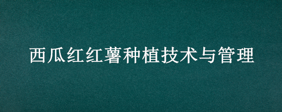 西瓜红红薯种植技术与管理（西瓜红红薯种植技术与管理方法）