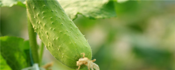 黄瓜种植温度多少合适（春黄瓜什么时候种植最好）