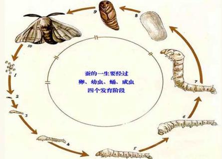 蚕的生长过程（蚕的生长过程简述50字）