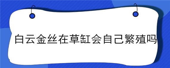 白云金丝在草缸会自己繁殖吗 白云金丝适合草缸吗