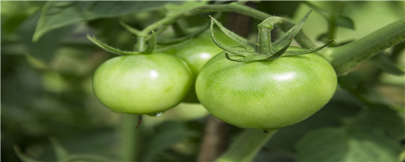 西红柿怎么种植和管理 西红柿怎么种植和管理产量高