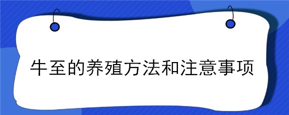 牛至的养殖方法和注意事项 牛至的图片功效与作用