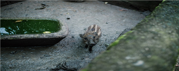 野猪寿命（野猪寿命为什么那么长）