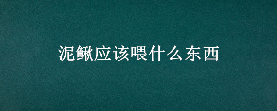 泥鳅应该喂什么东西 泥鳅喂什么东西吃