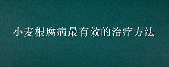 小麦根腐病最有效的治疗方法（小麦根腐病最有效的治疗方法是什么）