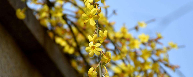 迎春花小苗什么时候移栽好 迎春花什么时候移栽成活率高