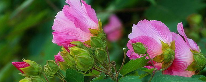 芙蓉花用往花骨朵上浇水吗 芙蓉花浇水的方法