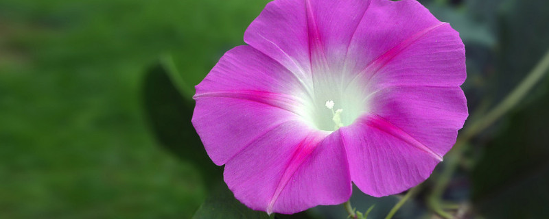 牵牛花施肥在哪个阶段（牵牛花施肥在哪个阶段好）