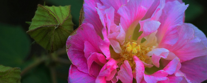 芙蓉花换土根部需要剪吗（芙蓉花换土怎么换）