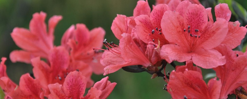 杜鹃花叶子和花苞干枯 杜鹃花叶子和花苞干枯怎么回事