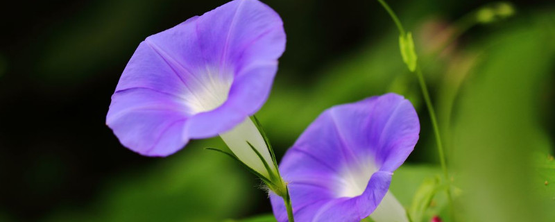 牵牛花摘心是摘掉蔓还是叶子 牵牛花拔下来能种吗