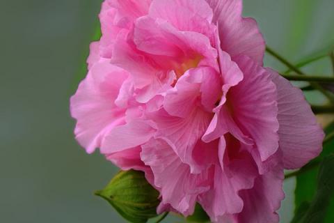 芙蓉花能用磷酸二氢钾浇水吗