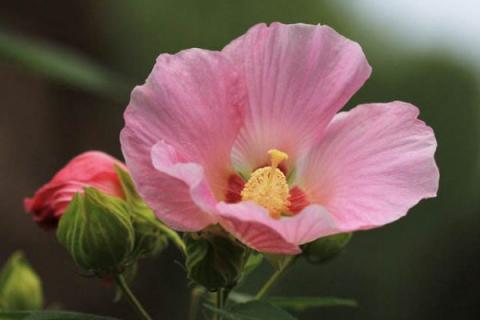 芙蓉花换土根部需要剪吗