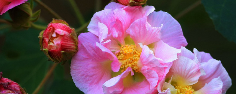 芙蓉花和扶桑花的区别 芙蓉花和扶桑花的区别