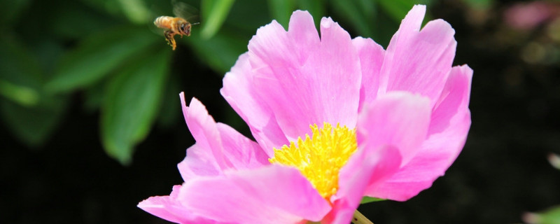 芙蓉花种子的播种方法（芙蓉花种子的播种方法和时间）