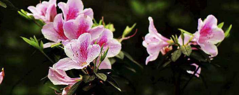 杜鹃花春天开吗 杜鹃花是春季开花吗